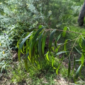 Acacia implexa at Watson Green Space - 26 Jan 2024