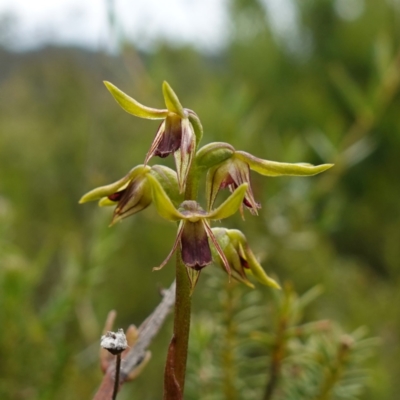 Corunastylis oligantha (Mongarlowe Midge Orchid) at Morton National Park - 24 Jan 2024 by RobG1