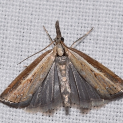 Ptochostola microphaeellus (A Crambid moth) at QPRC LGA - 26 Jan 2024 by DianneClarke
