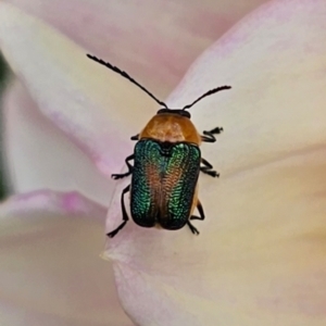 Aporocera (Aporocera) iridipennis at Ngunnawal, ACT - suppressed