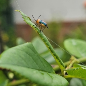 Aporocera (Aporocera) iridipennis at Ngunnawal, ACT - suppressed