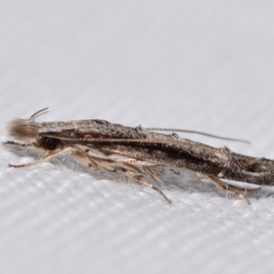 Trachydora (genus) (A Gelechioid moth) at QPRC LGA - 26 Jan 2024 by DianneClarke