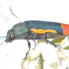 Castiarina kerremansi (A jewel beetle) at Lower Cotter Catchment - 21 Jan 2024 by Harrisi