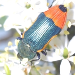 Castiarina kerremansi at Lower Cotter Catchment - 21 Jan 2024