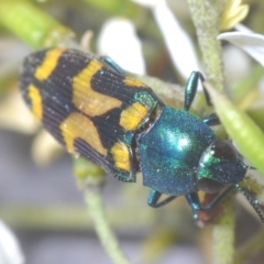 Castiarina flavopicta (Flavopicta jewel beetle) at Lower Cotter Catchment - 21 Jan 2024 by Harrisi