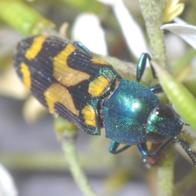 Castiarina flavopicta (Flavopicta jewel beetle) at Lower Cotter Catchment - 21 Jan 2024 by Harrisi