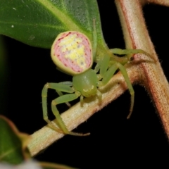 Unidentified Other hunting spider at Brisbane City, QLD - 23 Jan 2024 by TimL