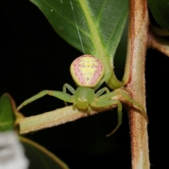 Lehtinelagia prasina at Brisbane City, QLD - 23 Jan 2024 12:00 PM