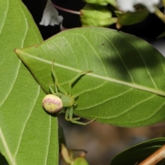 Lehtinelagia prasina at Brisbane City, QLD - 23 Jan 2024 12:00 PM
