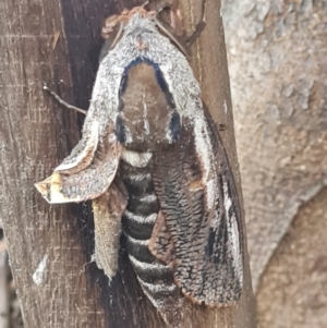 Endoxyla encalypti at Macgregor, ACT - 26 Jan 2024