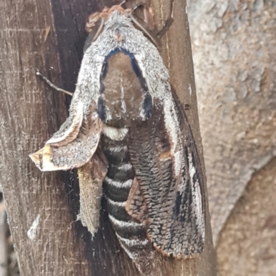 Endoxyla encalypti (Wattle Goat Moth) at Macgregor, ACT - 26 Jan 2024 by WalkYonder