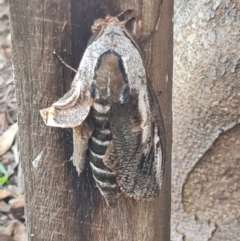 Endoxyla encalypti at Macgregor, ACT - 26 Jan 2024