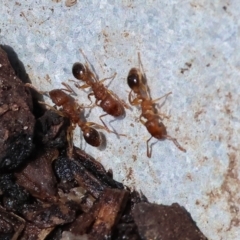 Unidentified Ant (Hymenoptera, Formicidae) at West Wodonga, VIC - 25 Jan 2024 by KylieWaldon