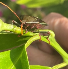 Musgraveia sulciventris (Bronze Orange Bug) at QPRC LGA - 26 Jan 2024 by Mavis