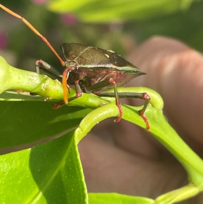 Musgraveia sulciventris (Bronze Orange Bug) at QPRC LGA - 26 Jan 2024 by Mavis