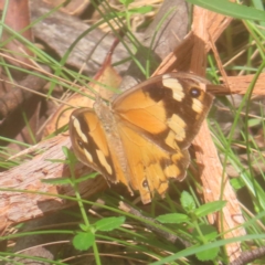 Heteronympha merope (Common Brown Butterfly) at Monga, NSW - 25 Jan 2024 by MatthewFrawley