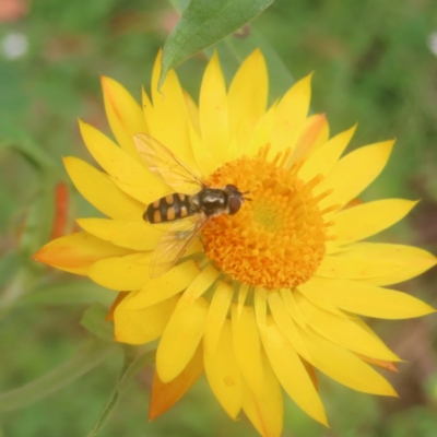 Simosyrphus grandicornis (Common hover fly) at QPRC LGA - 25 Jan 2024 by MatthewFrawley