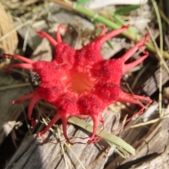 Aseroe rubra (Anemone Stinkhorn) at Isabella Plains, ACT - 26 Jan 2024 by SandraH