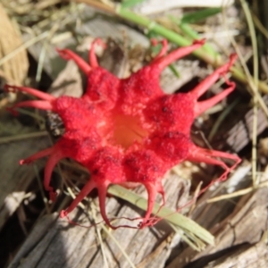 Aseroe rubra at Upper Stranger Pond - 27 Jan 2024