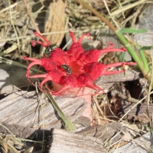 Aseroe rubra at Upper Stranger Pond - 27 Jan 2024