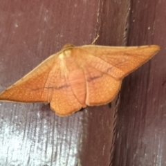 Aglaopus pyrrhata (Leaf Moth) at Yass River, NSW - 26 Jan 2024 by 120Acres