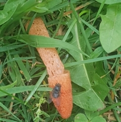 Phallus rubicundus (Phallus rubicundus) at Stirling, ACT - 26 Jan 2024 by Harrisi