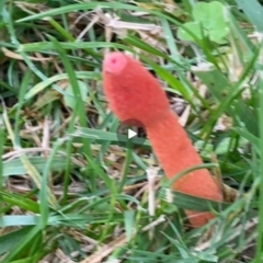 Phallus rubicundus at Stirling, ACT - 27 Jan 2024