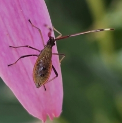 Amblypelta nitida (Fruit-spotting bug) at Ngunnawal, ACT - 27 Jan 2024 by TanyaP