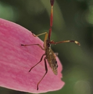 Amblypelta nitida at Ngunnawal, ACT - suppressed