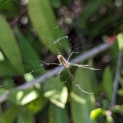 Leucauge dromedaria (Silver dromedary spider) at Watson Green Space - 27 Jan 2024 by AniseStar