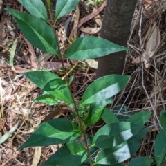 Ligustrum lucidum (Large-leaved Privet) at Watson, ACT - 26 Jan 2024 by AniseStar