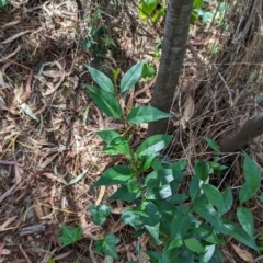 Ligustrum lucidum at Watson, ACT - 27 Jan 2024 10:52 AM