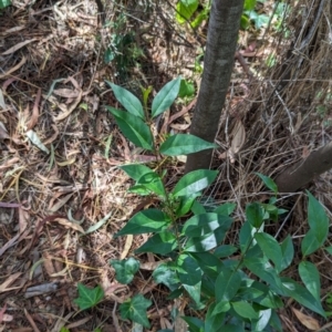 Ligustrum lucidum at Watson, ACT - 27 Jan 2024 10:52 AM