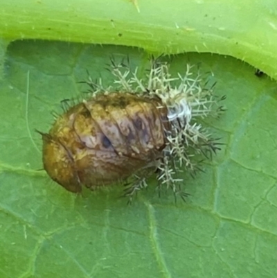 Epilachna sumbana (A Leaf-eating Ladybird) at Chapman, ACT - 27 Jan 2024 by WindyHen