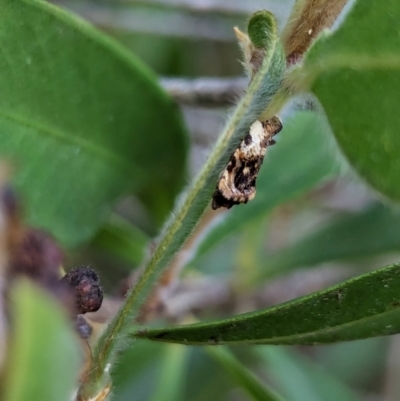 Unidentified Moth (Lepidoptera) at Watson, ACT - 26 Jan 2024 by AniseStar