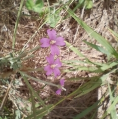 Epilobium billardiereanum subsp. cinereum at Symonston, ACT - 26 Jan 2024