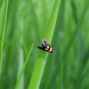 Glyphipterix chrysoplanetis at Lyons, ACT - 27 Jan 2024