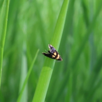 Glyphipterix chrysoplanetis (A Sedge Moth) at Lyons, ACT - 27 Jan 2024 by ran452