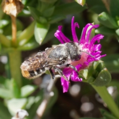 Megachile ferox at Harrison, ACT - 27 Jan 2024