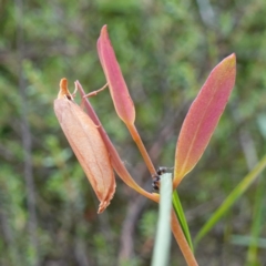 Wingia aurata (Golden Leaf Moth) at Morton National Park - 24 Jan 2024 by RobG1