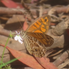 Geitoneura acantha (Ringed Xenica) at Monga National Park - 25 Jan 2024 by MatthewFrawley