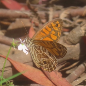 Geitoneura acantha at QPRC LGA - 26 Jan 2024 10:28 AM