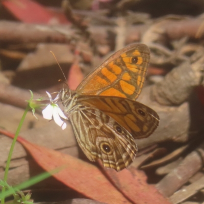 Geitoneura acantha (Ringed Xenica) at Monga, NSW - 25 Jan 2024 by MatthewFrawley