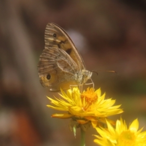 Heteronympha merope at Monga National Park - 26 Jan 2024 10:32 AM