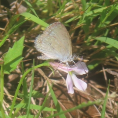 Zizina otis (Common Grass-Blue) at QPRC LGA - 25 Jan 2024 by MatthewFrawley