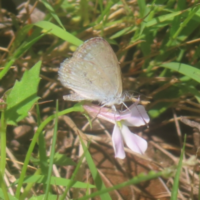 Zizina otis (Common Grass-Blue) at QPRC LGA - 25 Jan 2024 by MatthewFrawley