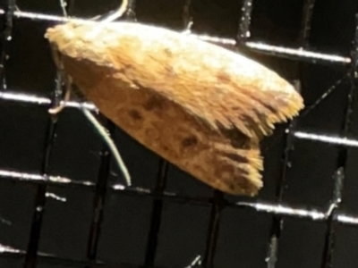 Tachystola acroxantha (A Concealer moth) at Surf Beach, NSW - 27 Jan 2024 by Hejor1
