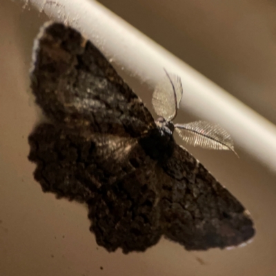 Pholodes sinistraria (Sinister or Frilled Bark Moth) at Surf Beach, NSW - 26 Jan 2024 by Hejor1