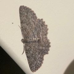 Ectropis fractaria (Ringed Bark Moth) at Surf Beach, NSW - 26 Jan 2024 by Hejor1