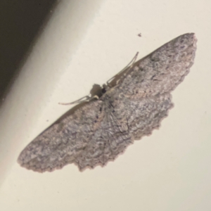 Ectropis fractaria at Surf Beach, NSW - 27 Jan 2024 12:24 AM
